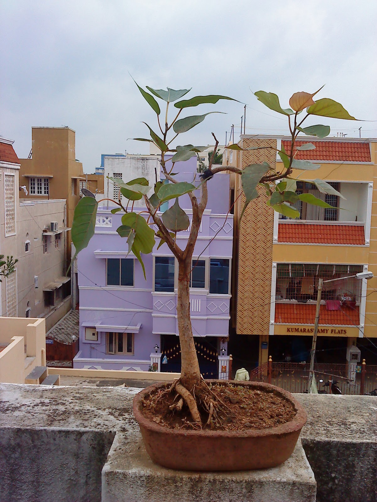Indian Bonsai The ficus religiosa Bodhi tree