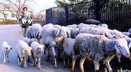 [wolf-poster-to-control-flock-of-sheep.jpg]