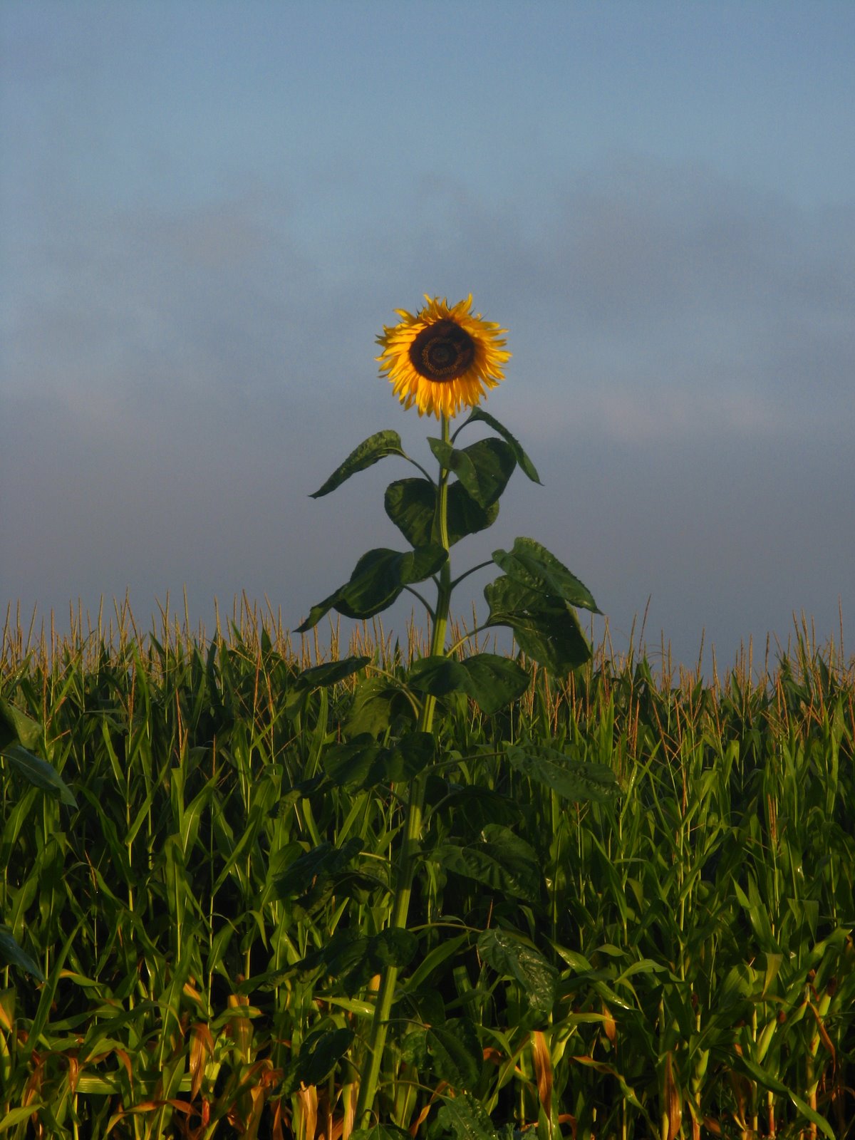 [IMG_6090.JPG]