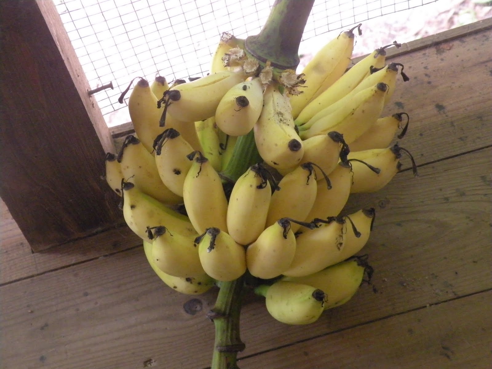 Dreamer Farm Belize Apple bananas Yum