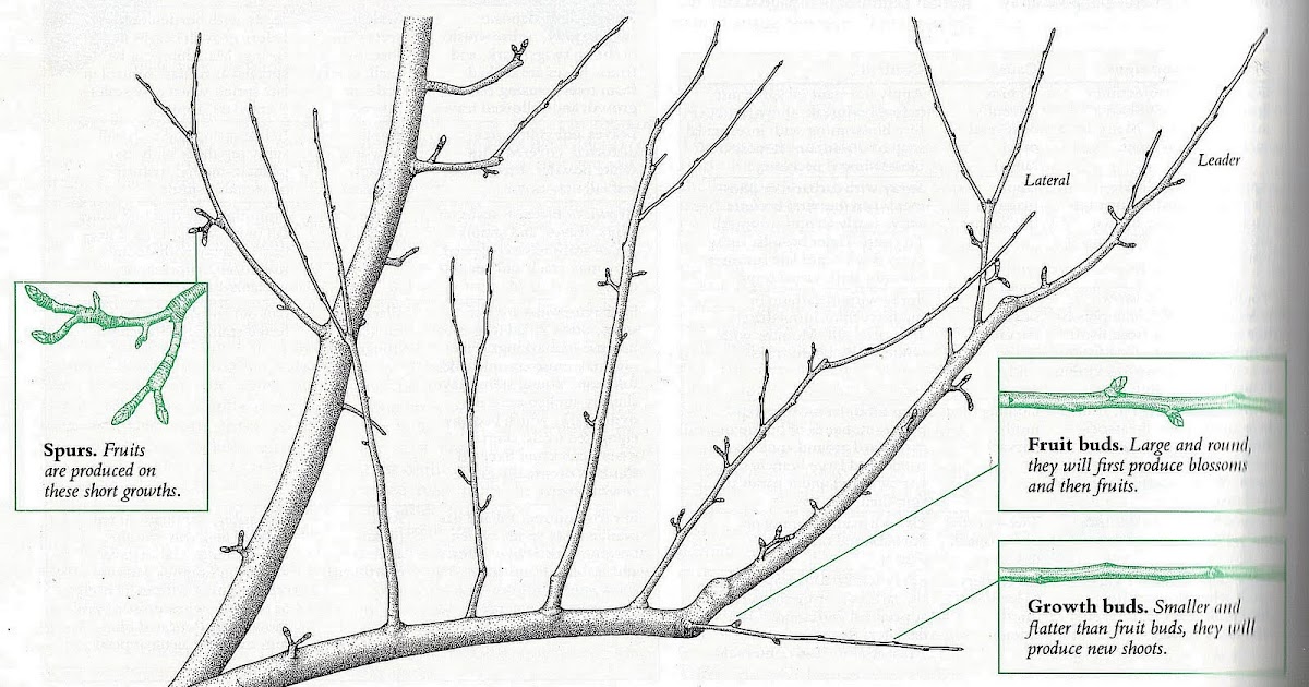 Teaching with Technology A Topic Learning Activity Pruning Dwarf