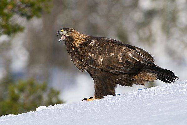 [Steinadler0155.JPG]