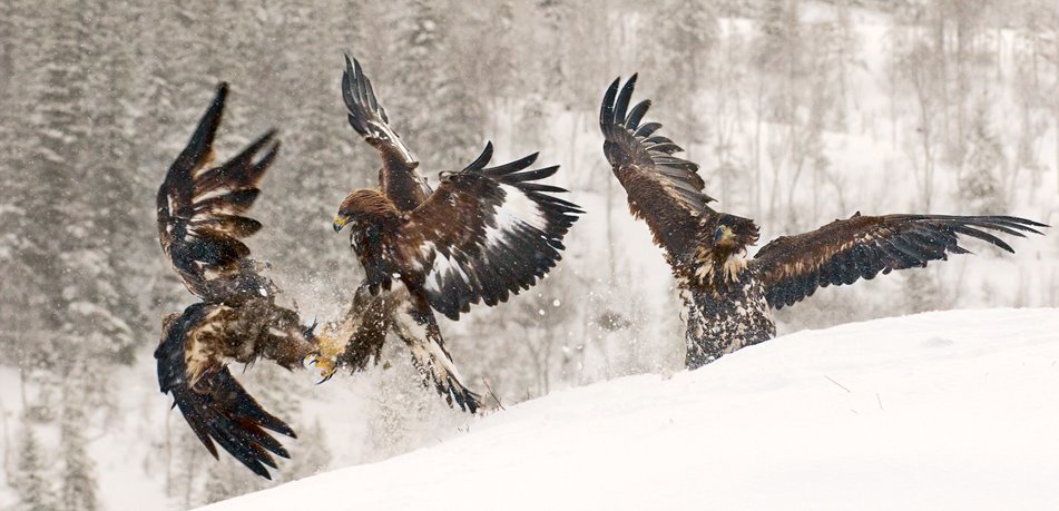 [Fighting+Eagles.jpg]