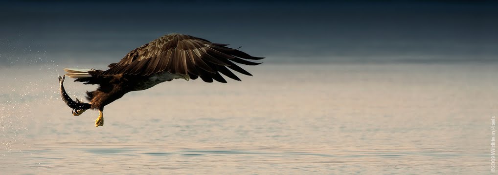 [WIP_NWS000000000695cpL.jpg]