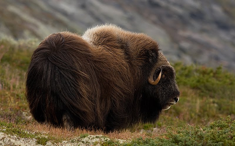 [Muskusos-Norway-4-1.jpg]