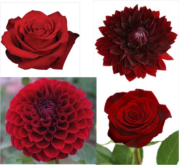 Red Dahlia Wedding