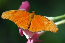 Orange Beauty