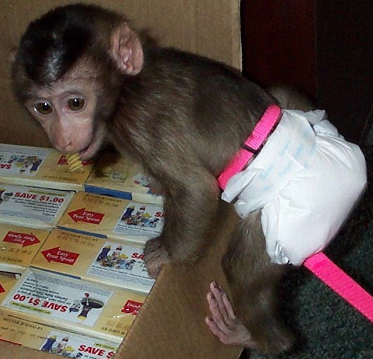 Little Hikers Doggie Diapers & Monkey Clothes Too! Monkey Diaper Covers