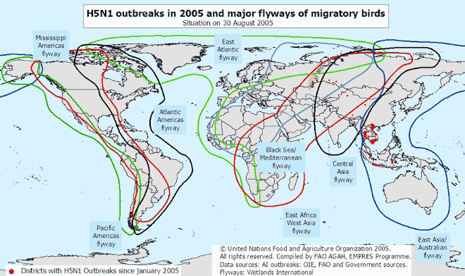 Migratory Bird Paths