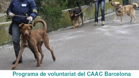 Programa de voluntariat del CAAC Barcelona