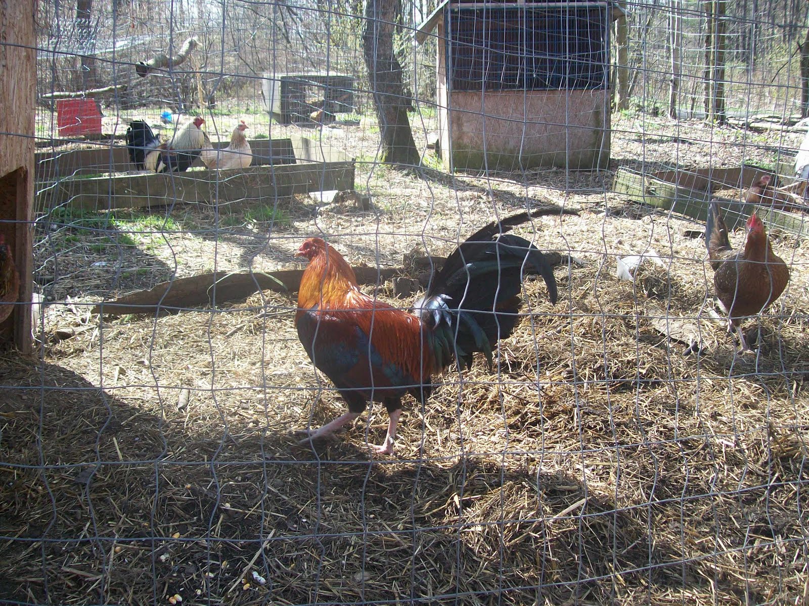 Best Gamefowl Feed freesoftez