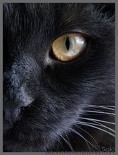[Gato+negro.jpg]