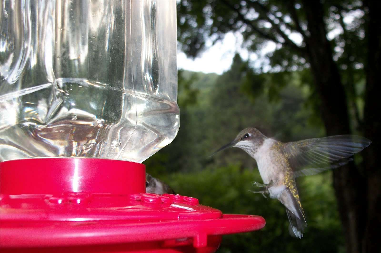 Hummingbird Habitat Hummingbird Landing For Nectar