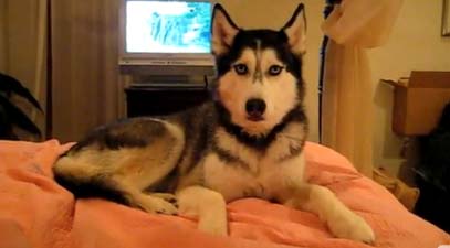 Husky God