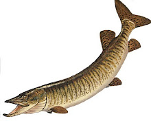 Muskie: