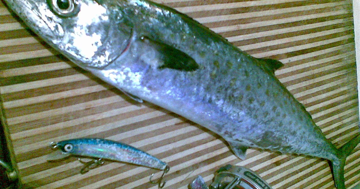 Pesca en Venezuela El Carite a spinning