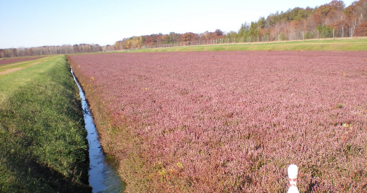 Today's Quiz How are cranberries grown and harvested?