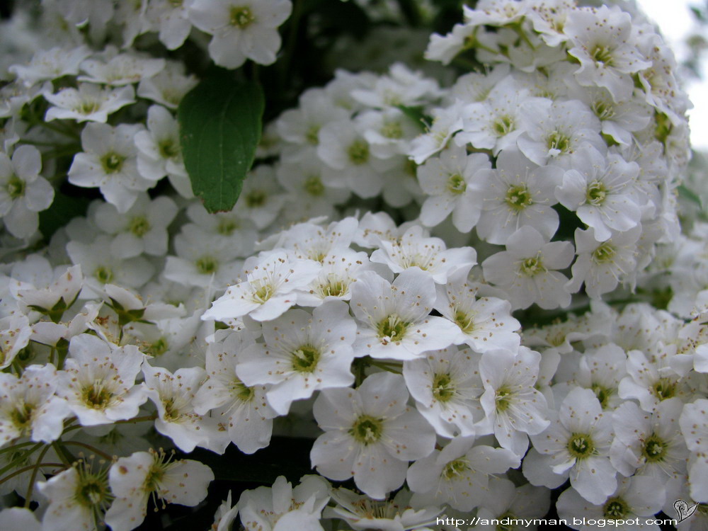 [05-04-2008+16-12-45_0248_resize.JPG]