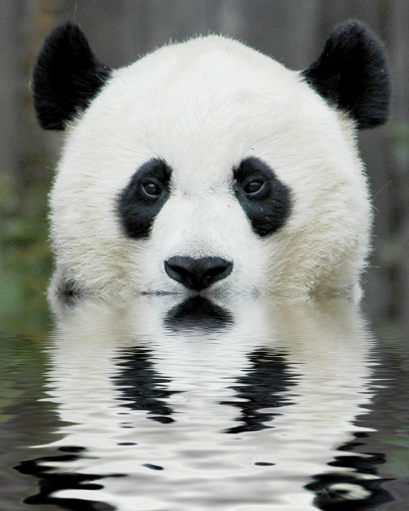 [Image: animal-picture-panda-bear-ucumari.jpg]