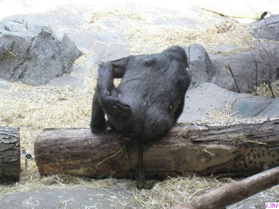 Gorilla Pooping