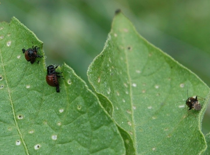 Shannon�s Tasteful Garden Southeast Colorado Potato Beetles