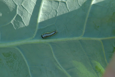 Broccoli Pests