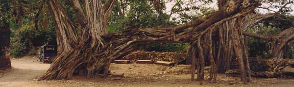 Old Indian Banyan Tree