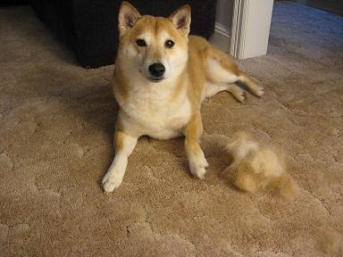 do shibas shed