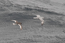 Antarctic Fulmar and Petrel - Fulmar argenté et Prion de la Désolation