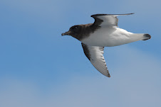 Antarctic Petrel - Prion de la Désolation