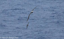 Great Shearwater - Puffin majeur