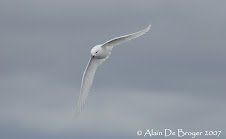 Snowy Petrel - Pétrel des neiges