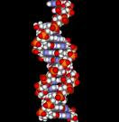 Nucleic Acids