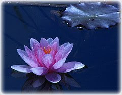 Water Lily