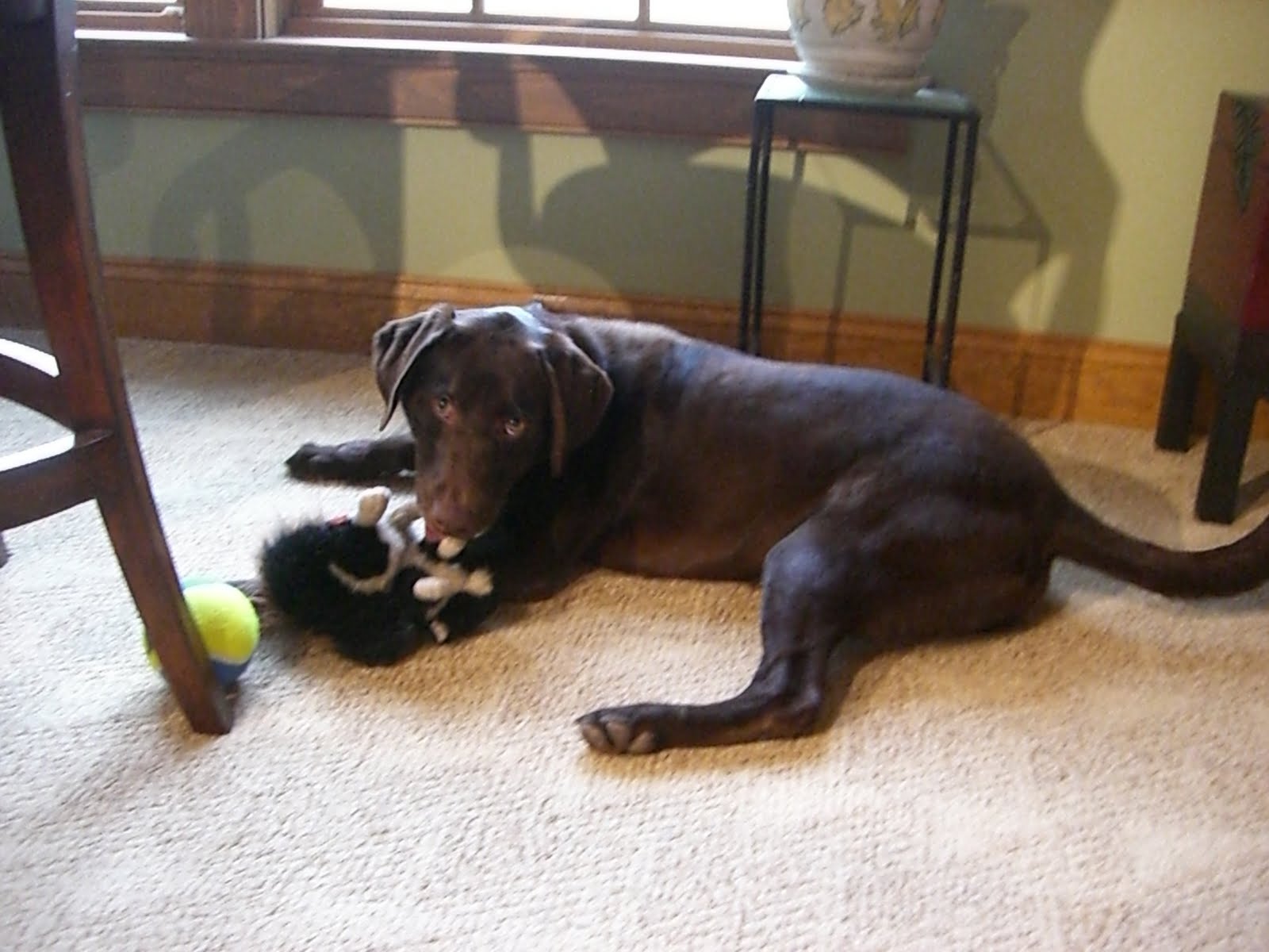 Pet Rescue of Mercer Chocolate Lab Puppy, Brody ADOPTED!!