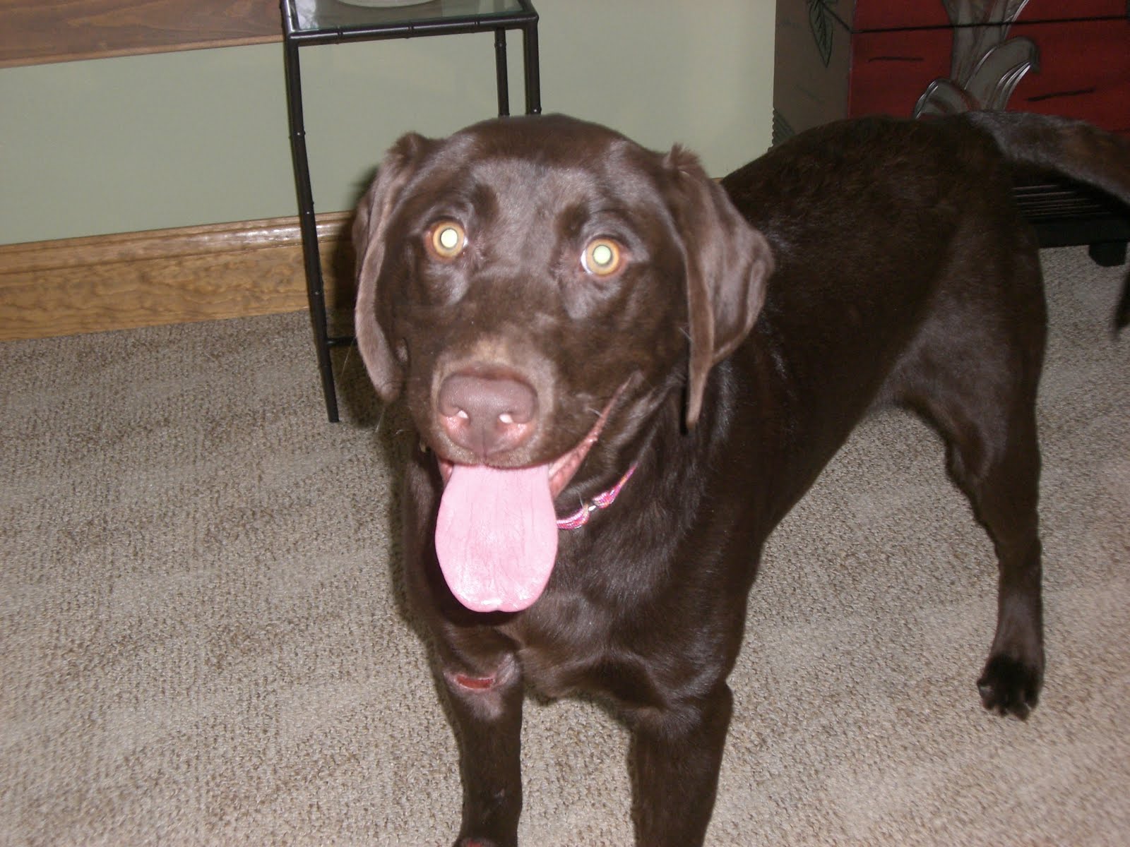 Pet Rescue of Mercer Chocolate Lab Puppy, Brody ADOPTED!!