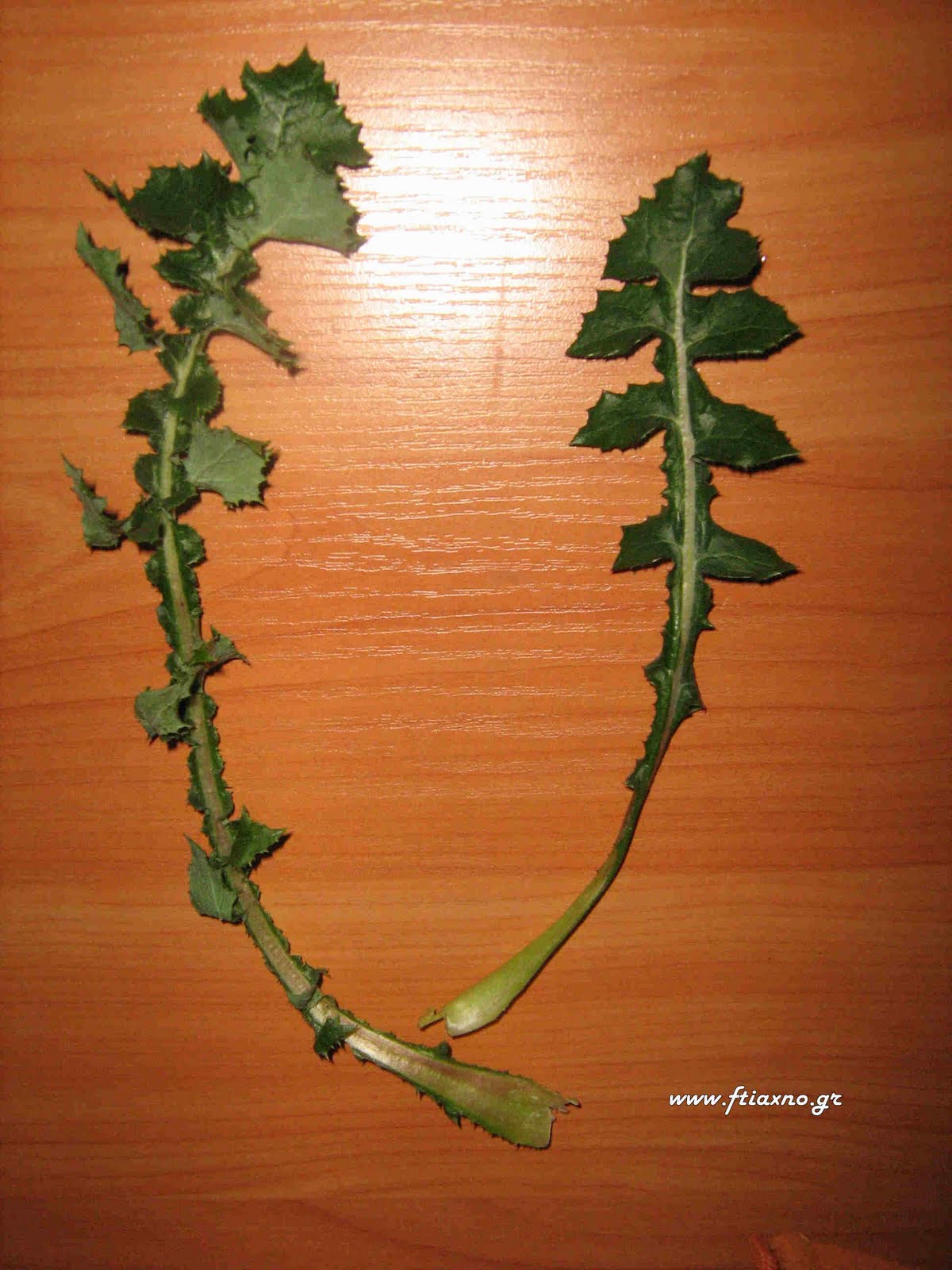 [Urospermum+picroides-Leafs.jpg]