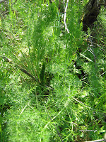 Μάραθος-Foeniculum vulgare