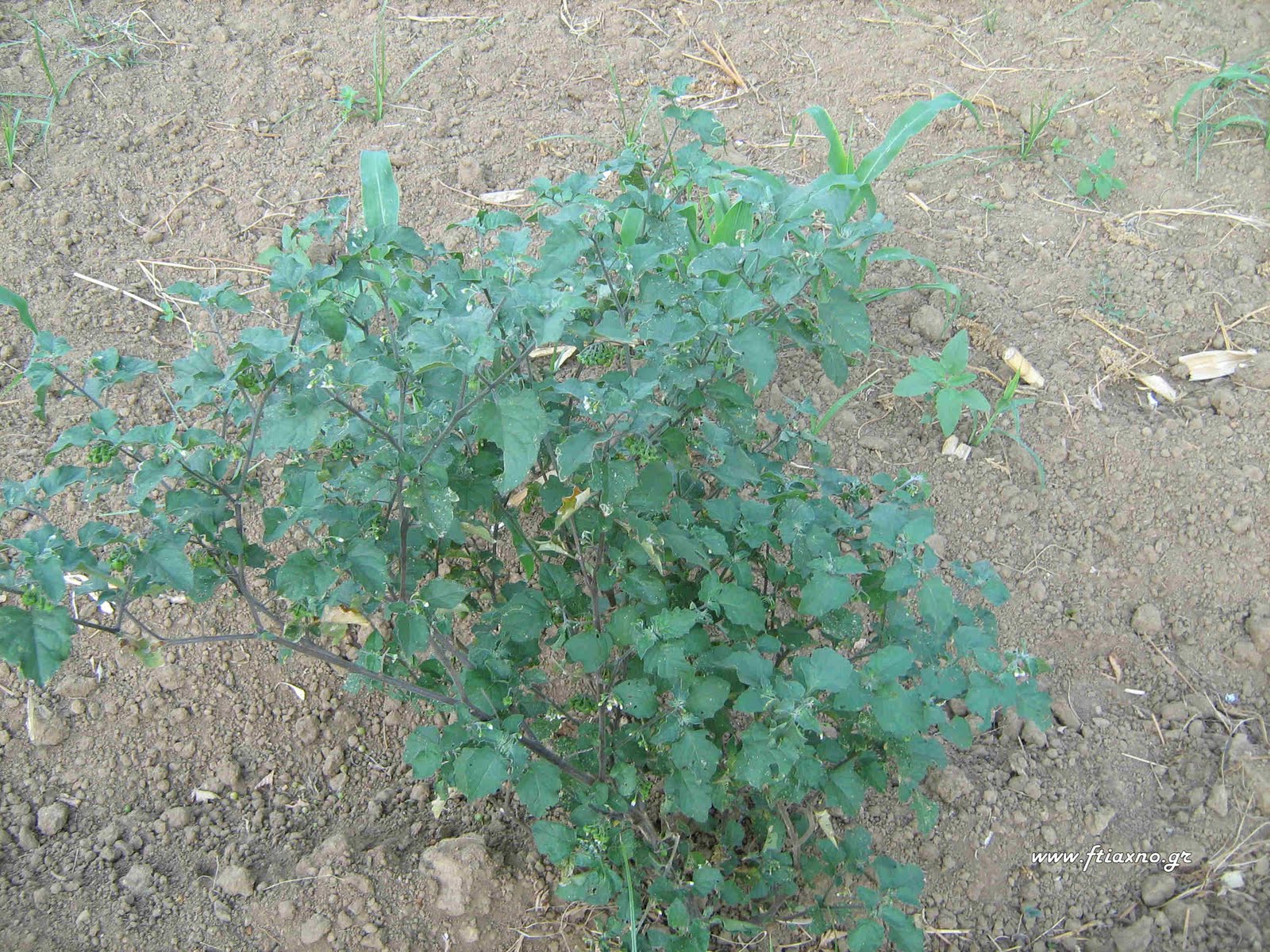 [Solanum+nigrum-plant.jpg]