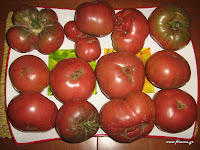 Ντομάτα σπορά φύτεμα καλλιέργεια  Cheroke+Tomatoes-Close