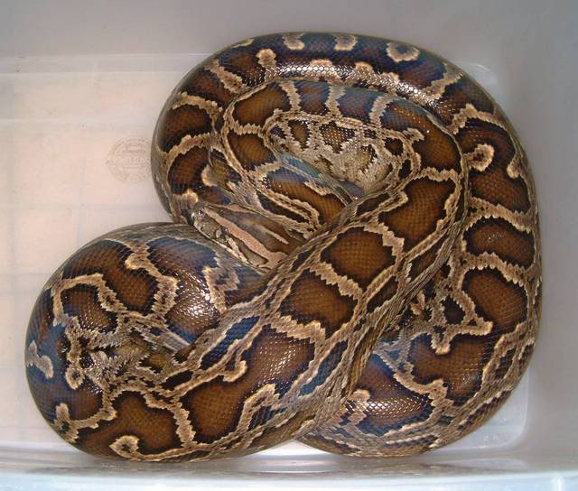 Species And Kinds Python  Animals In The World