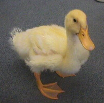 the number of ducks killed the number of ducks killed