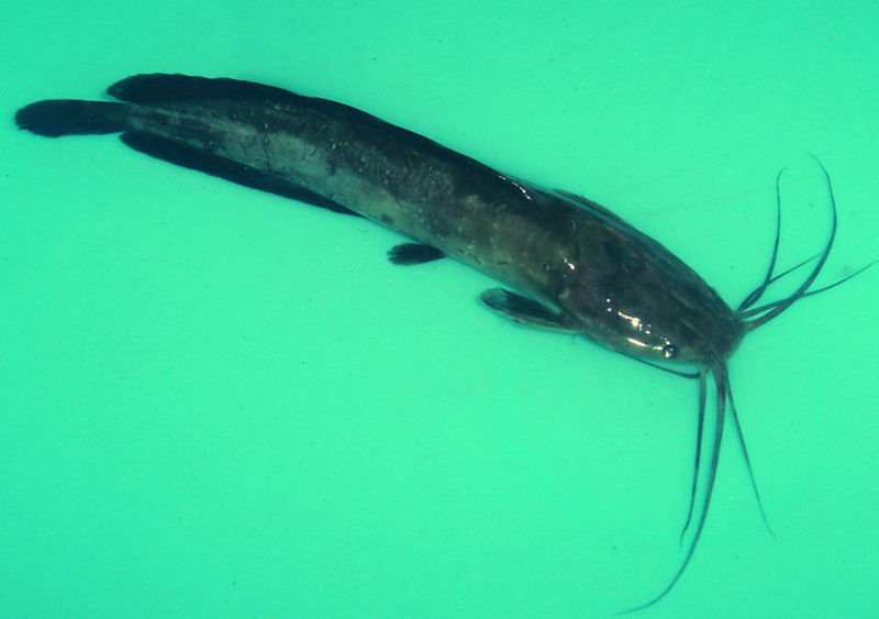 Descriptions, Habitat and Behavior Of Catfish Animals In The World