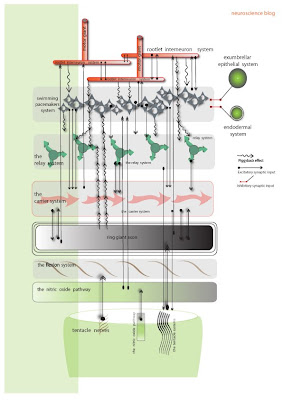 Jellyfish Digestive Tract