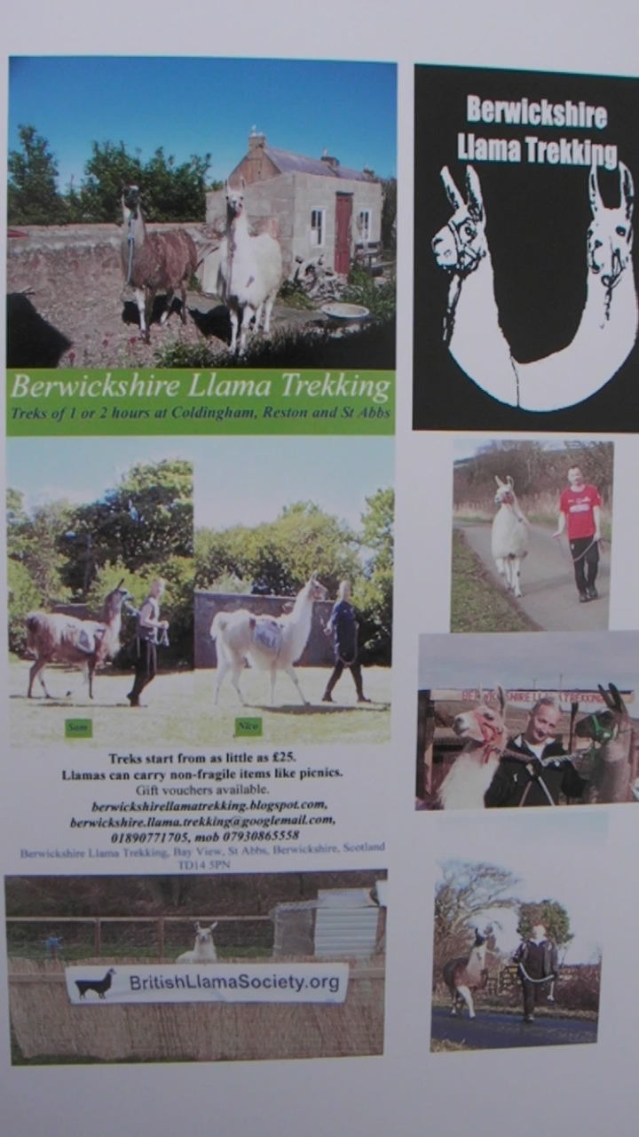 Berwickshire Llama Trekking