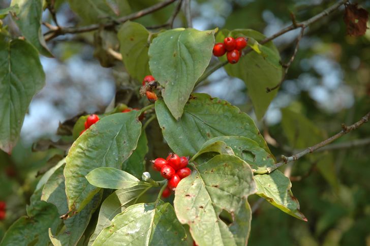 Are+dogwood+tree+berries+poisonous