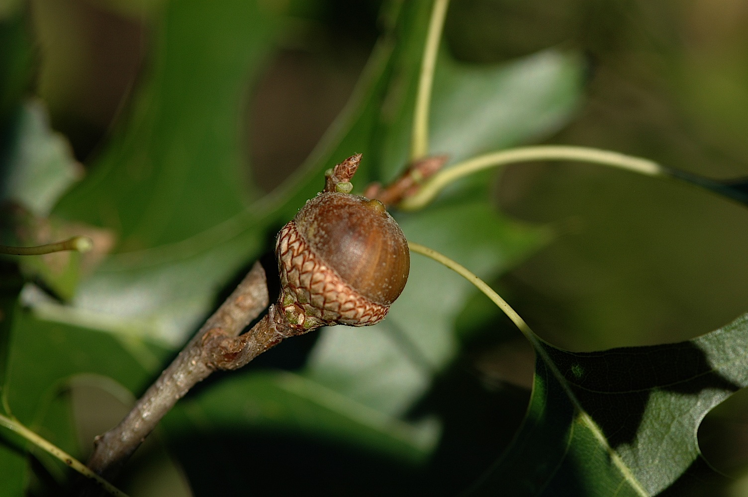 Field Biology in Southeastern Ohio A Fall Fruit FreeForAll