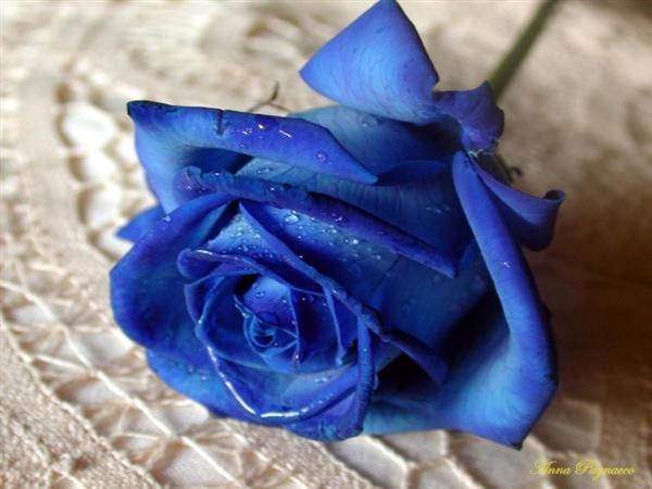 550970rosa-azul.jpg