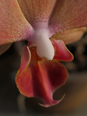 Orchidée phalaenopsis 005 - Leuze-en-Hainaut - Belgique - Anne-Sarine Limpens - 2008