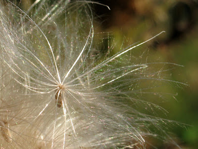 Semences de cirse des prairies - Leuze-en-Hainaut - Belgique - Anne-Sarine Limpens 2008